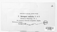 Porocercospora seminalis image